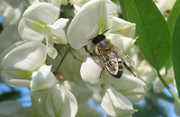 Новые подходы к формированию и реализации пакетов пчел карпатской породы...