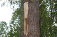 Греет ли древесина живого дерева?