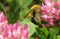 Система использования пчел как опылителей