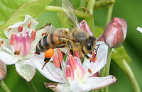 Пыльцевой анализ пчелиной обножки