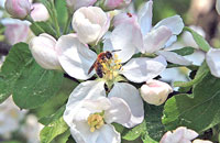 Использование весеннего слета пчел