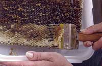 Падевый мед для человека - это прекрасно! Падевый мед для пчел - это опасно!