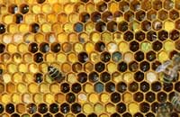 Извлечение перги из пчелиных сотов 