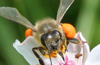 Индивидуальные различия у пчелиных семей по сбору обножки