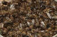 Живительная сила пчелиного подмора