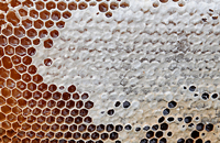 Каштановый мед — ценный продукт питания