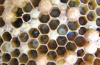 Продукты пчеловодства в животноводстве