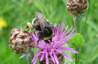Медоносные пчелы заражают шмелей