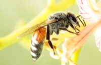 Аборигенные пчелы и их роль в экосистеме