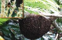 Гигантская индийская пчела (Apis dorsata F.)