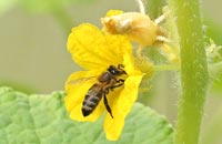 Породы пчел для защищенного грунта