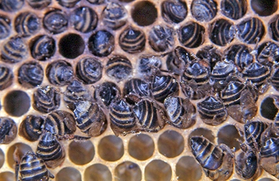 Аписепт - готовий розчин для обработки и лечения пчел, 500 мл