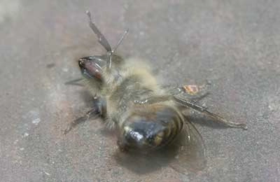 мертвая пчела