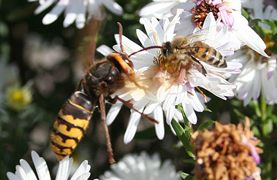 шершень и пчела