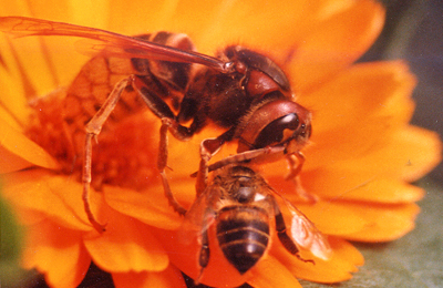 шершень и пчела