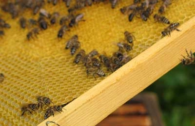 Какой лучше выбрать размер пчелиной рамки?