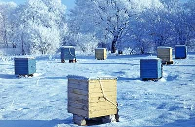 пасека зимой