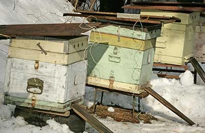 Зимние осмотры пчёл: видео, советы, рекомендации