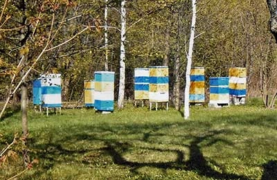 пасека