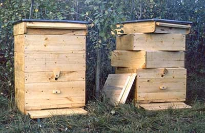 Пчелиная пасека на даче: преимущества и недостатки