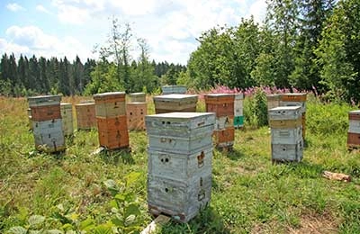 Календарь пчеловодства по месяцам