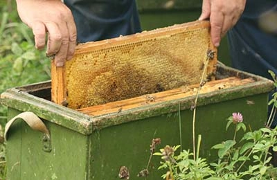 Пчеловодство как бизнес - выгодно или нет?