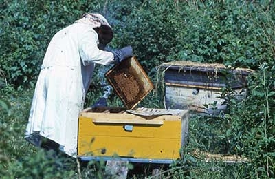Лечение остеохондроза пчелами