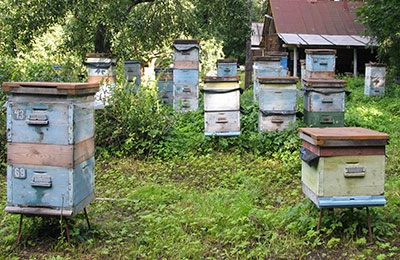 Как устроен пчелиный улей и как живут в нем пчелы - prachka-mira.ru