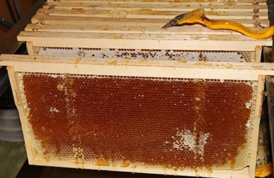 Строительная рамка в пчеловодстве