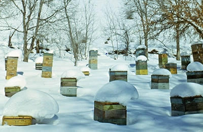 пасека
