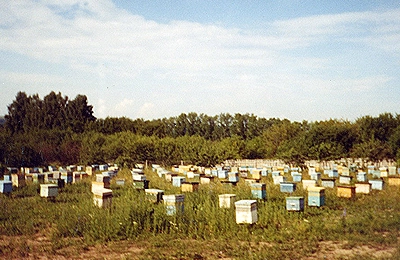 пасека