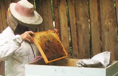 пчеловод осматривает пчел