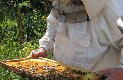 осмотр пчел на пасеке