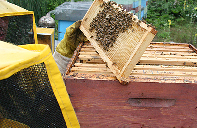 пчеловоды на пасеке осматривают пчел