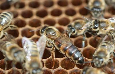 пчелиная матка