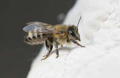 Подвеска Пчела Пчелка Муха Мушка из натурального Янтаря