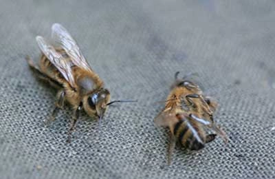 мертвые пчелы