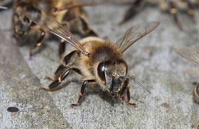 пчелы