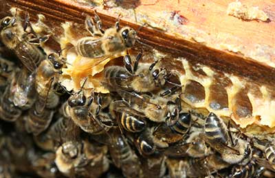 пчелы на рамке