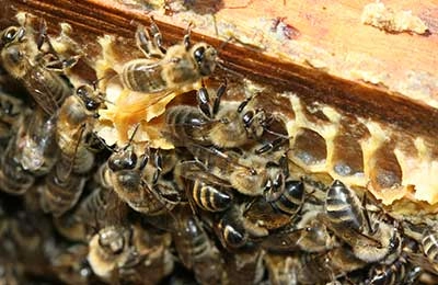 Технология пчеловодства