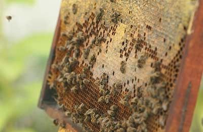 Как правильно ухаживать за пчелами весной: советы и рекомендации