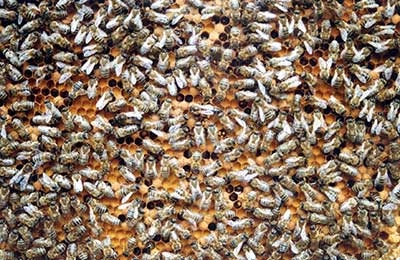 Лечение суставов пчелами — как это работает?