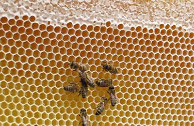пчелы, мед