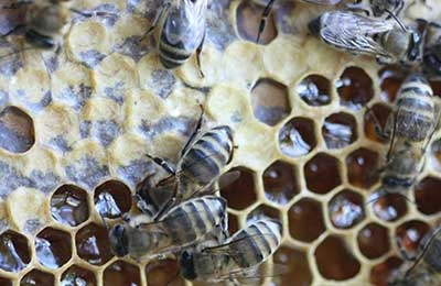 Как изменится мир с исчезновением пчел