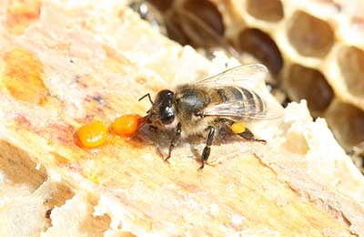 Пчелы почему е: причины и значение питания пчел