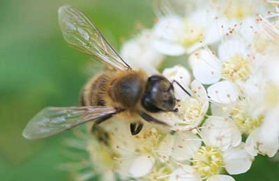 Карпатская порода пчел: характеристика, особенности содержания и разведения, плюсы и минусы