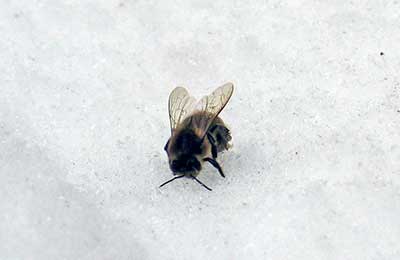 пчела на снегу
