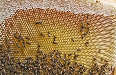 Панский сот в интернет-магазине пчеловодства / Москва