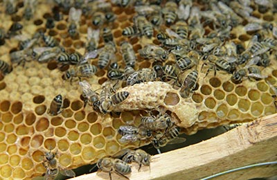 пчелы, маточник