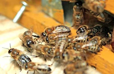 Очень правильные пчёлы: зачем нужны трутни в пчелином улье